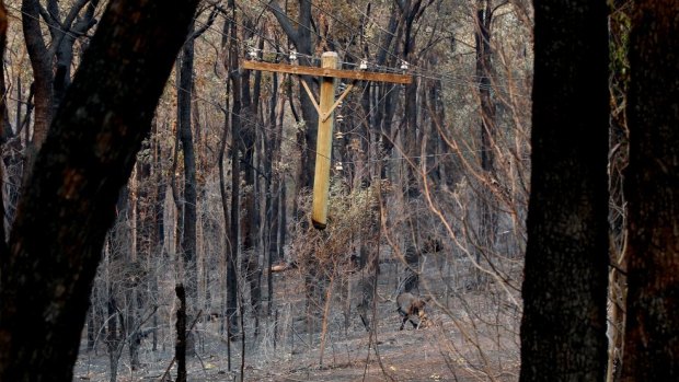 A suspended telegraph pole near the area where the Winmalee fire is believed to have started.