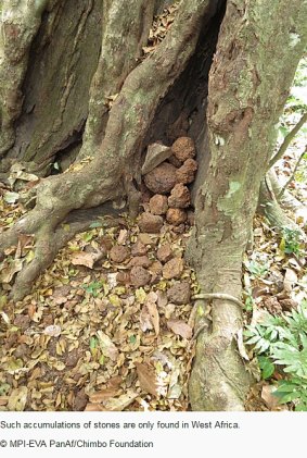 Mysterious stone piles under trees are the work of chimpanzees.