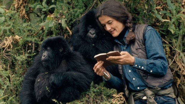 Dian Fossey with her beloved gorillas in Rwanda.