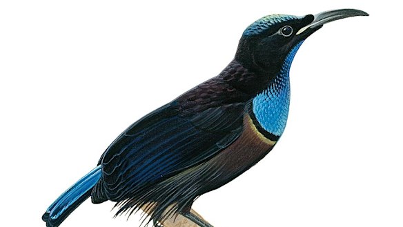 The Australian Bird Guide: obsession and technology breed a tweet treat