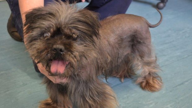 The RSPCA say they found "Rocky" in a state of severe neglect late last year.