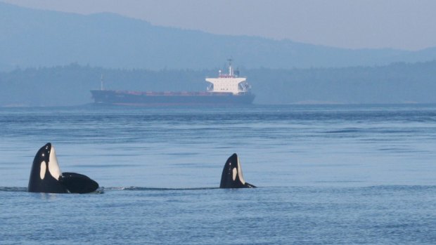 Two endangered Southern Resident orcas rise in unison from the Salish Sea as a noisy tanker passes through their marine habitat, along the Canada-US border.