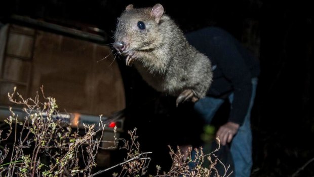 The largest translocation of woylies ever undertaken in WA is proving successful. 