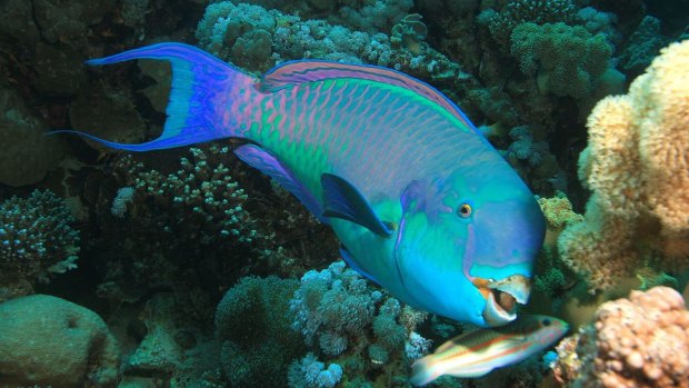 Parrotfish at risk.