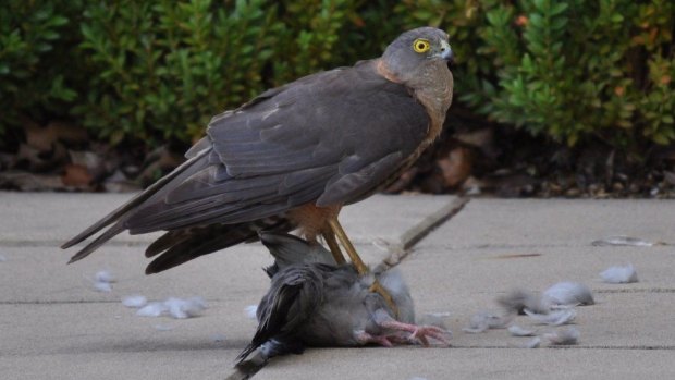 Flight of fury: Brown Goshawk slays Crested Pigeon. 
