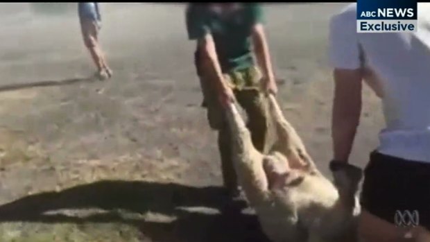 The King's School has been criticised after footage emerged of students tackling sheep.