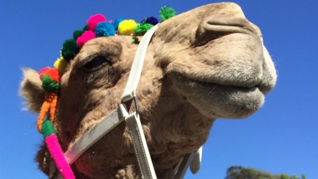 A camel, not this one pictured, escaped onto a highway in central Victoria on Saturday.