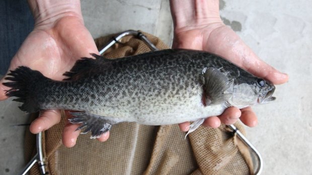 Plate size: John Breen holds a fish grown on his property. 