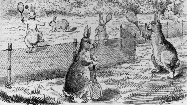 rabbits playing tennis using rabbit proof fence as net