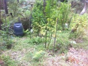 A Tuggeranong man will face court and another may face charges after police discovered a cannabis crop in Uriarra Forest.