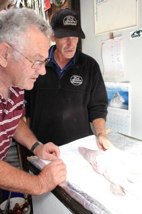The Sapphire Coast Marine Discovery Centre's Alan Scrymgeour, left, and the Wharf Aquarium's Michael McMaster examine the goblin shark.