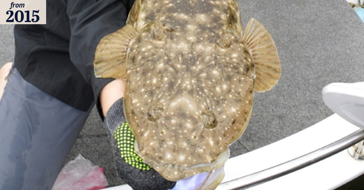 Late surge of fish marks Tuross tournament