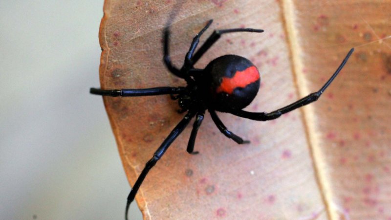 The weird, secret and brutal sex lives redback spiders