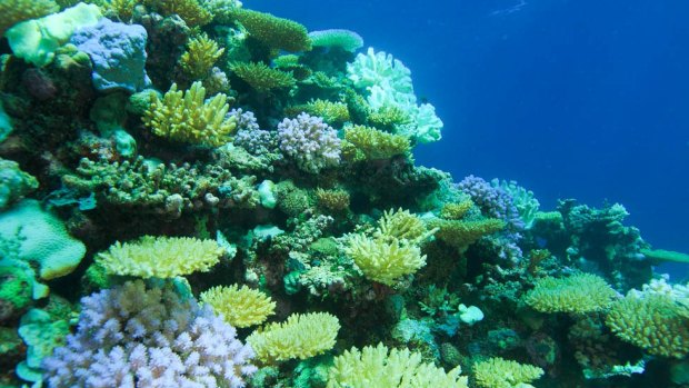 Different stages of bleaching in the one small area. Corals that are bright white or bright blue are stressed corals. Those that appear green/yellow have already died are being overgrown with algae.