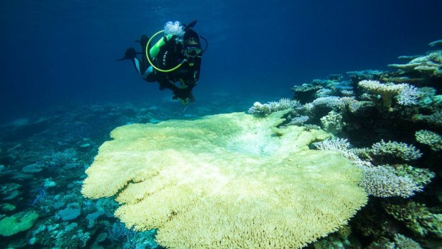 A large table coral severely bleached at Scott Reef. 
