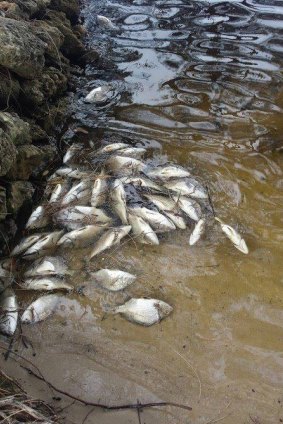 An estimated 30,000 fished have already been found in the Murray River.