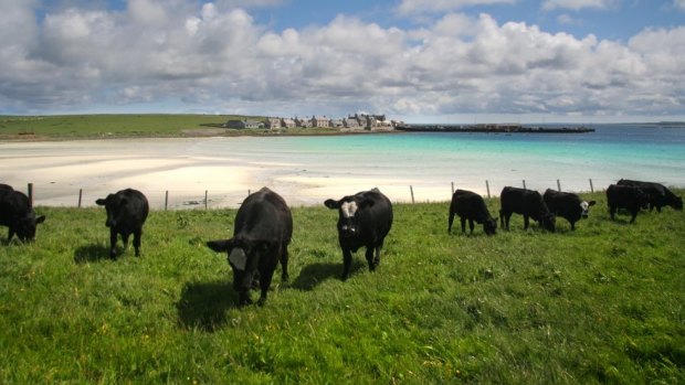 Cows revel in the Orkneys' scenic treelessness.