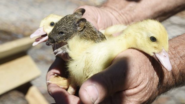 The baby bandicoot with two of the ducklings he snuggled up to.