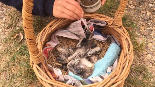 Baby magpies rescued from a tree in Evatt on Wednesday.