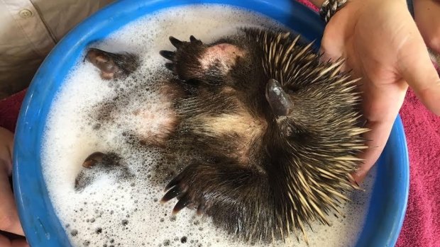 Biddy the echidna has an antiseptic bath to help heal her wounds.