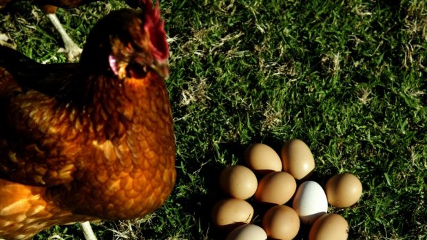 Ministers agree on national plan: Draft national standard for free range eggs will include a strict definition and minimum labelling rules.