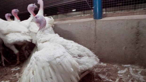 Turkeys in Australian factory farms.