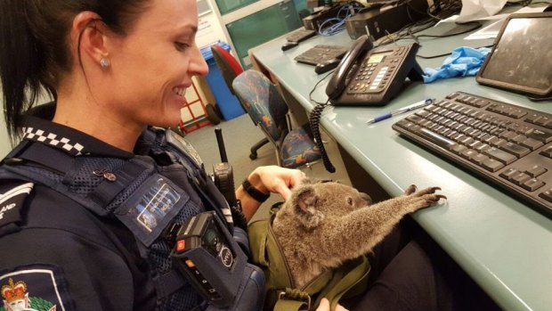 The koala was a hit back at the station.