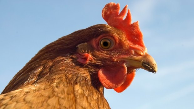 Chickens can pick up all kinds of internal parasites and will occasionally need treatment.