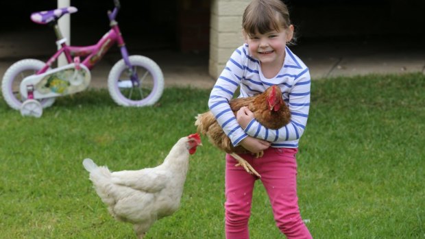 Maia Harman, 4, with hens that her mother, Lauryn Harman, raised after they had been rescued,