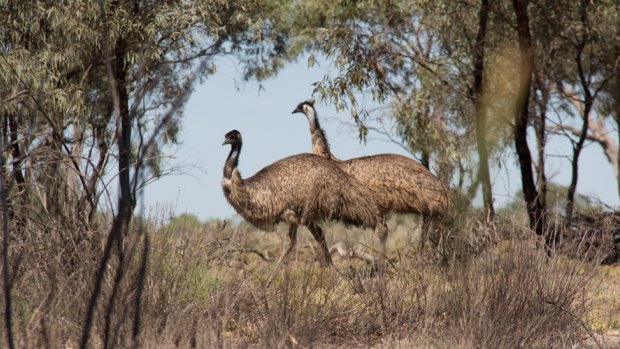 Emus along the river bank of the Murray.