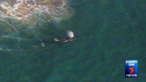 A humpback whale swims free after being beached for 40 hours at Palm Beach.