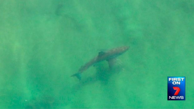 A still from a video of a great white shark captured by a Seven News helicopter near Lighthouse Beach, East Ballina, in July.