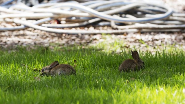 Rabbits gambolling at Wakehurst Golf Club course during the afternoon.
