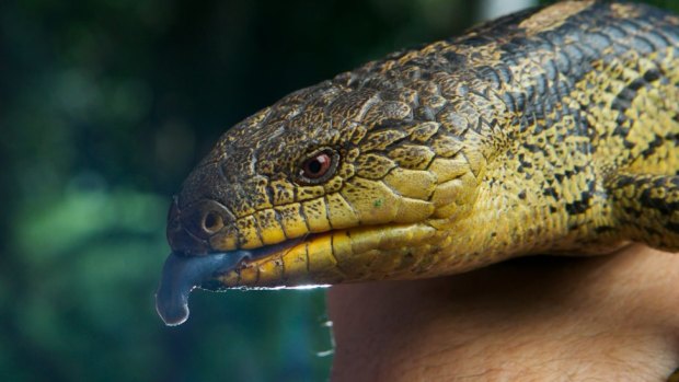 A blue tongue lizard was among the wildlife found in the car. (File pic)