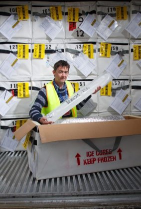 Mark Curran, chief scientific investigator for the Aurora Basin Ice Core Drilling project with ice cores that have arrived in Australia ready for analysis.
