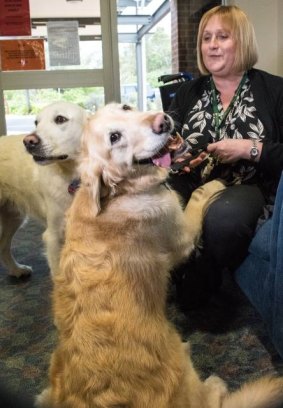 A new program at St John of God Bunbury Hospital will see two golden retrievers, Rigsby and Daisy, visit palliative care patients with their owner Dr Carolyn Masarei, to brighten their day.