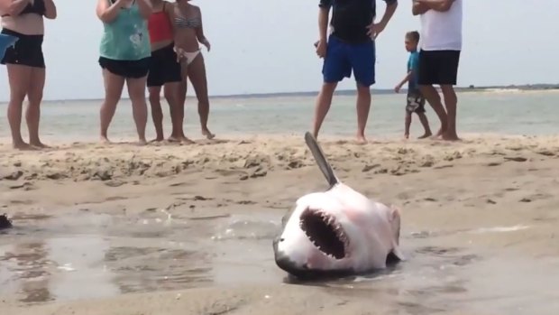 A great white shark that beached itself in Cape Cod.