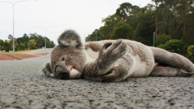 The dead koala on the road side at Redland Bay Road.