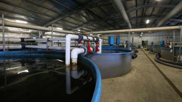 Aquaculture: a tank where Murray cod are bred in Marianville. 
