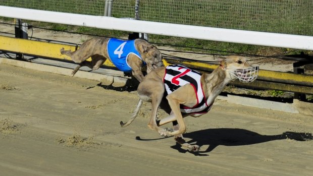 Chief Minister Andrew Barr has confirmed an end to greyhound racing in the ACT after the NSW ban.