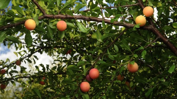 The impending ban on the use of the chemical fenthion has split Perth's fruit- growing community.