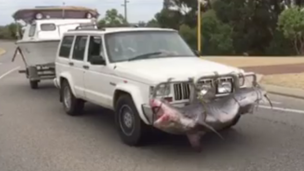 A still from the video showing a large shark strapped to the bullbar of a four-wheel drive in Safety Bay.