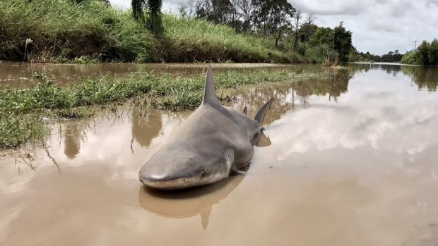 A bull shark was left stranded after the Burdekin River flooded.