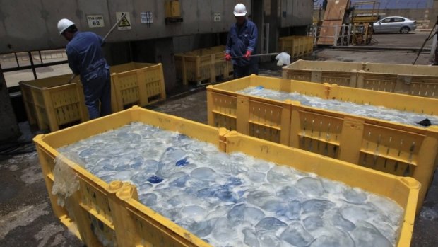 Containers filled with jellyfish at Orot Rabin coal-fired power station.