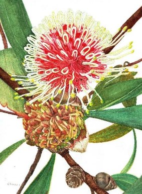 Hakea Laurina by Cornelia Buchan-Osmand from Canberra Botanical at Nishi Gallery.