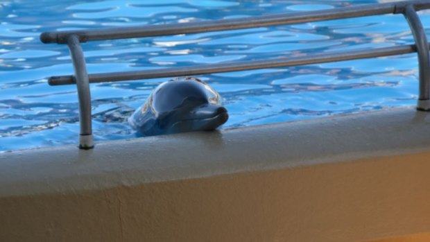 A dolphin at the Dolphin Marine Magic park.