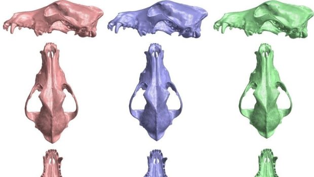 Can you tell the difference? The pink skull is the dingo, the purple skull is the hybrid and the green skull is the wild dog breed.