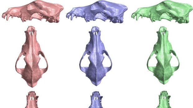 Can you tell the difference? The pink skull is the dingo, the purple skull is the hybrid and the green skull is the wild dog breed.