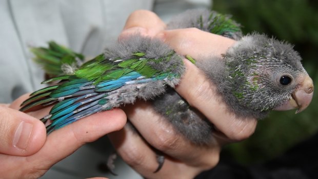 A Norfolk Island green parrot fledgling. Thirty young birds will be transferred to Phillip Island to launch a new colony.