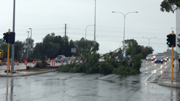 A fallen tree blocks East Parade in Perth.